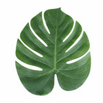 Palm Leaves (3 pack)